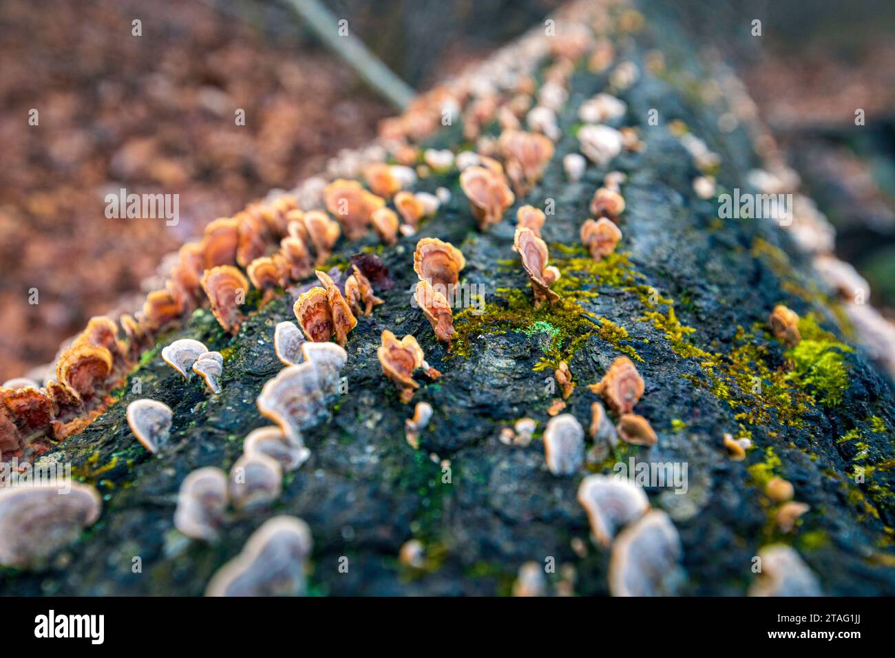 Wild mushroom growing in a forest Stock Photo - Alamy