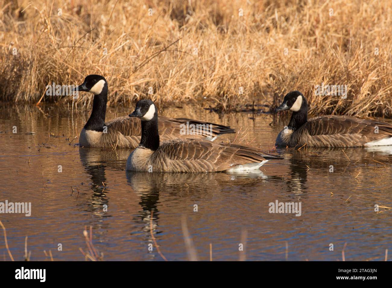 Canada geese, Bosque del Apache National Wildlife Refuge, New Mexico Stock Photo
