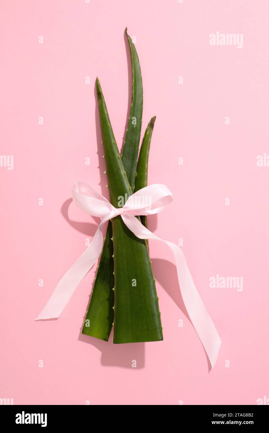 Aloe vera leaves are tied together with a pastel silk string on a pink background. Aloe vera has many good effects for the skin, hair and body. Stock Photo