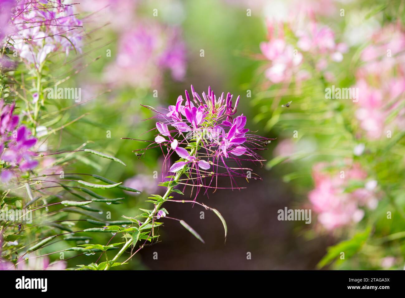 Close up Spiny spider flower in the morning, Close up flower in garden. Stock Photo