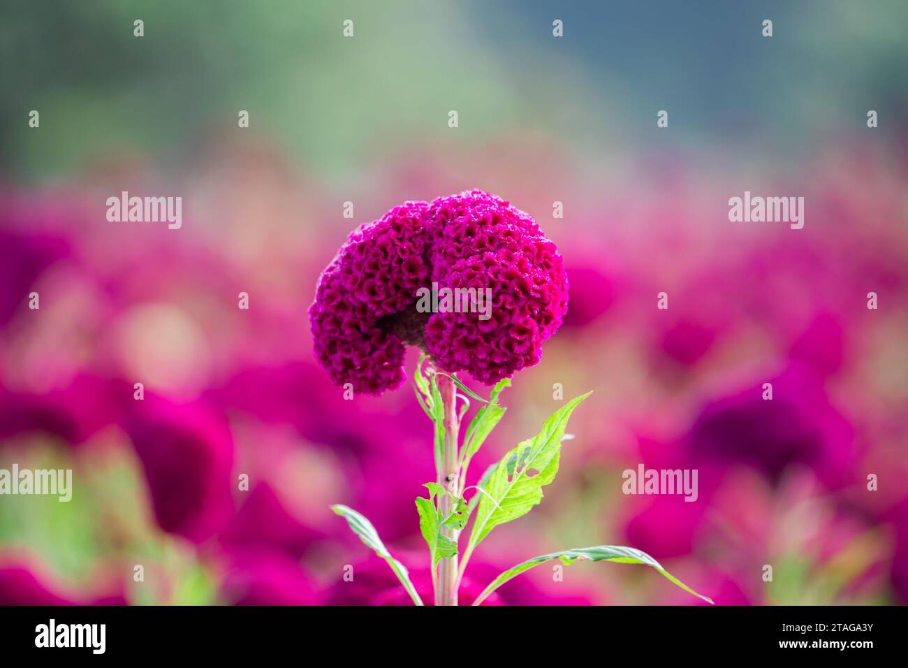 Close up Crested celosin flower in garden, Red Crested celosin flower. Stock Photo