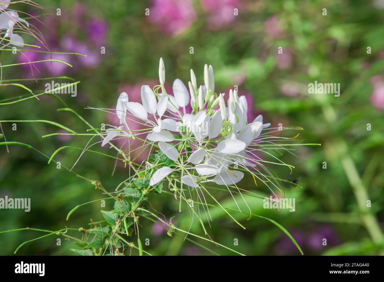 Close up Spiny spider flower in the morning, Close up flower in garden. Have a dew on flower petals. Stock Photo