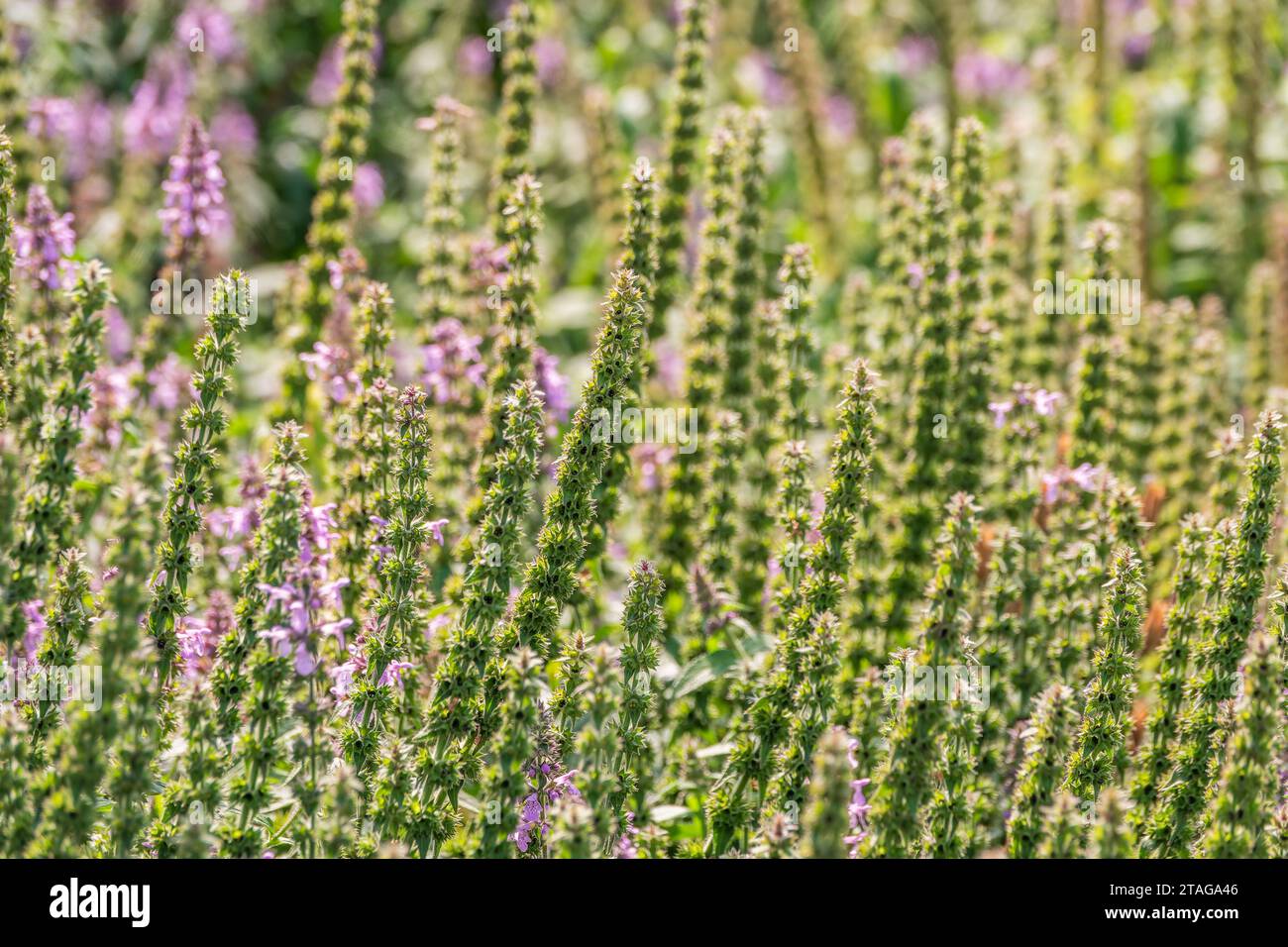 Close up of stachys officinalis, Betonica officinalis foliage. Betonica officinalis Stock Photo