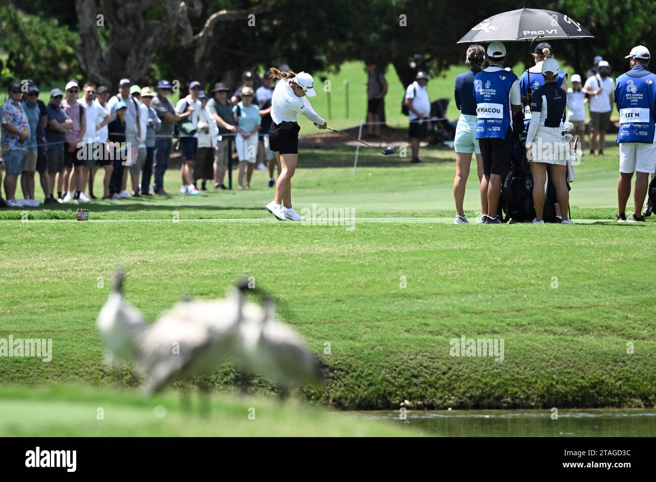1st December 2023; The Australian Golf Club and The Lakes Golf Club, Sydney, New South Wales, Australia; ISPS HANDA Australian Open Round 2; Minjee Lee of Australia hits her tee shot on the 8th hole Stock Photo
