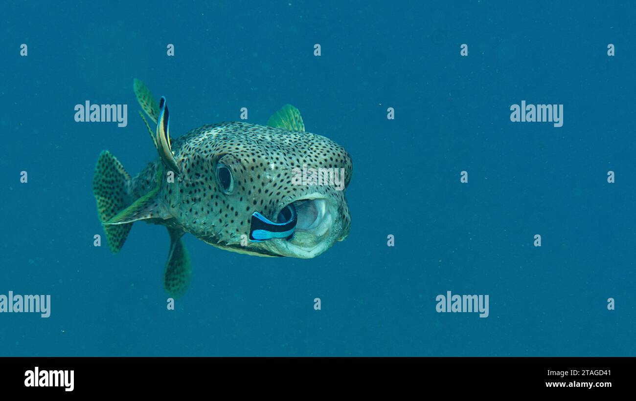 Closeup of a Porcupine Pufferfish with bluestreak cleaner wrasse at cleaning station of Bali Stock Photo