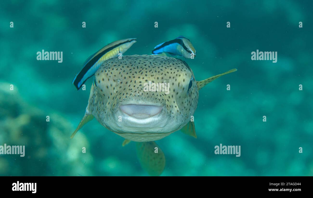 Streak Fish Closeup of a Porcupine Pufferfish with bluestreak cleaner wrasse at ...