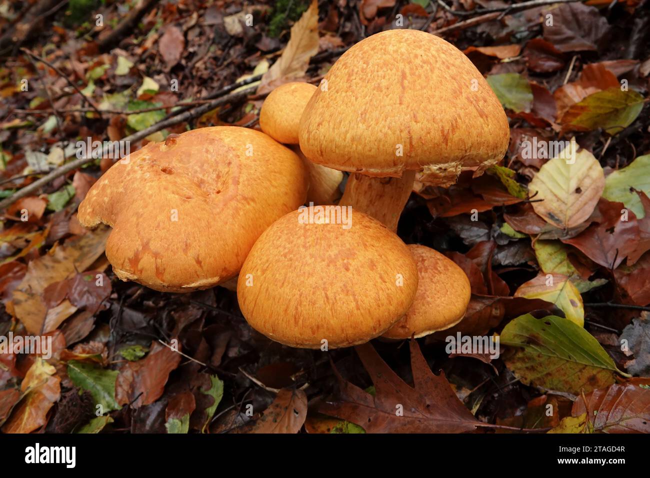 Natural autumn closeup on a colorful orange brown spectacular rustgill mushroom, Gymnopilus junonius on the forest floor Stock Photo