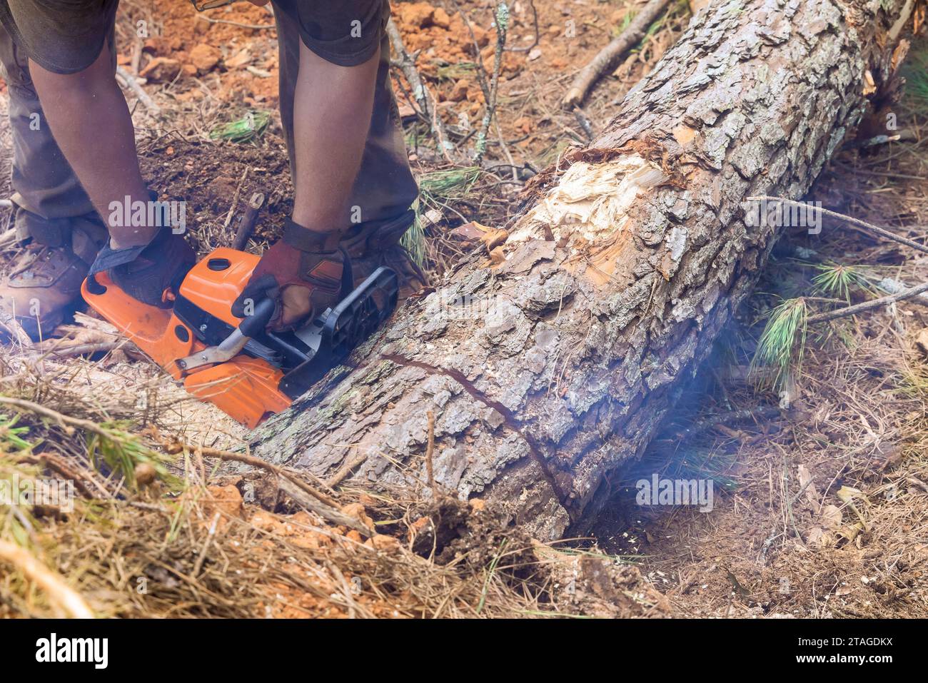 Cutting trees in a forest with gasoline chainsaw by lumberjack Stock ...