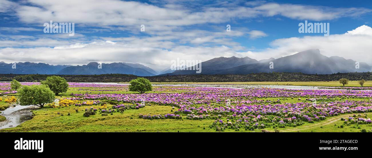 Mountain landscape with blooming flowers in Fiordland, New Zealand Stock Photo