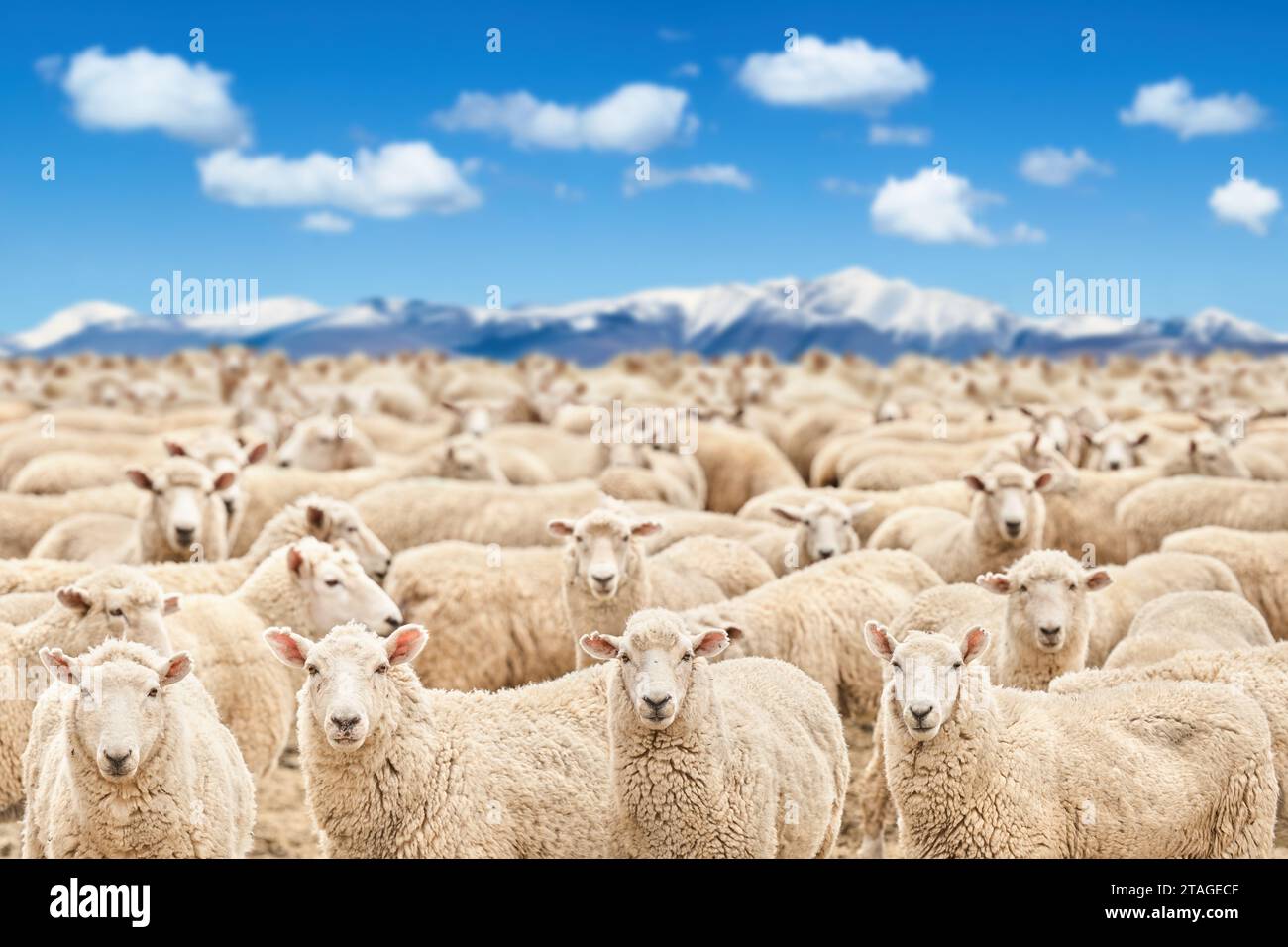 Livestock farm, flock of sheep against snowy mountains and blue sky, shallow depth of field Stock Photo