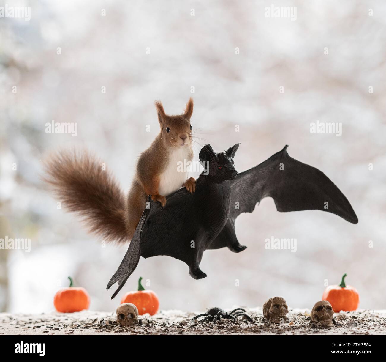 Humor bat hi-res stock photography and images - Alamy