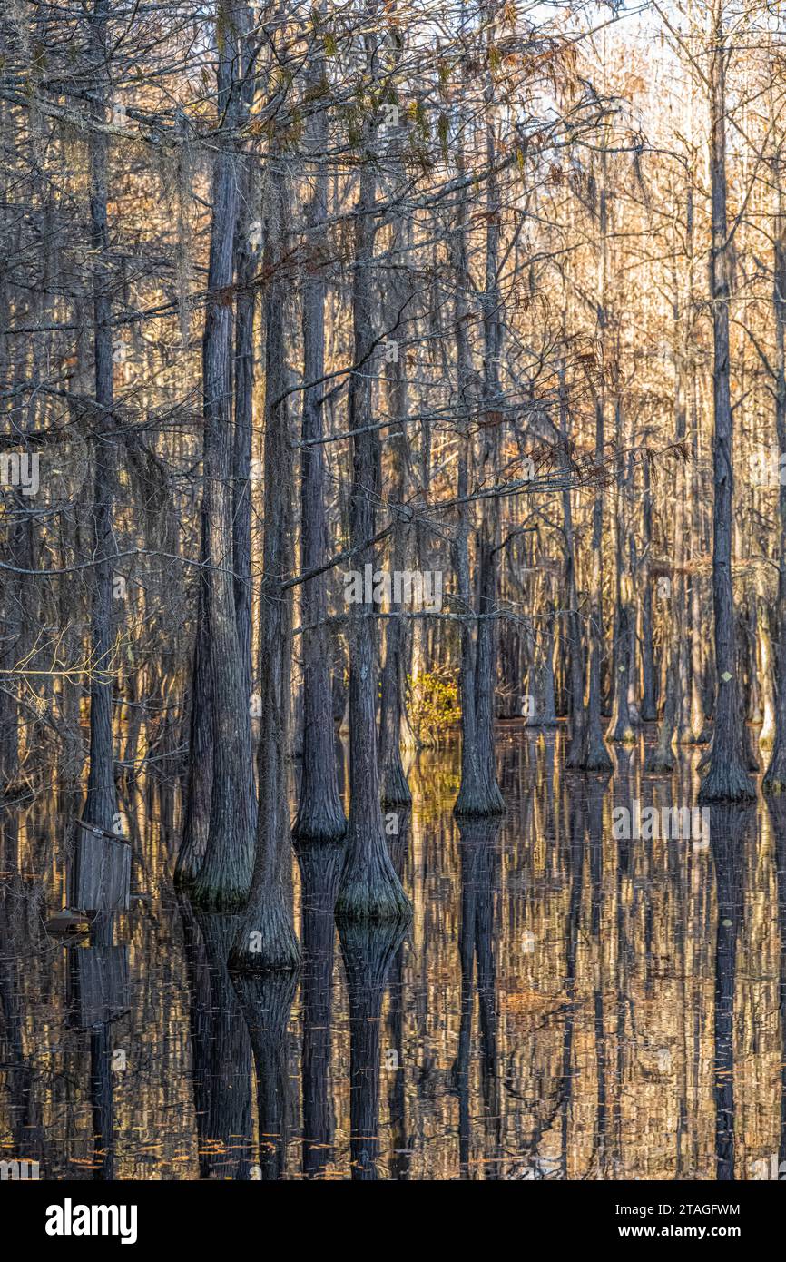 Submerged bald cypress forest in late fall at George L. Smith State Park in Twin City, Georgia. (USA) Stock Photo