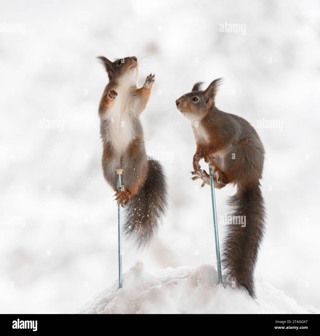 Red squirrels on skis poles in snow hires stock photography and images