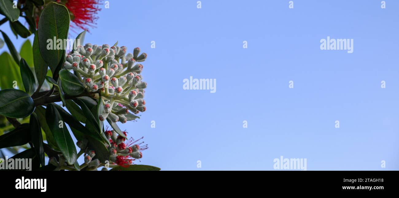 Pohutukawa flower buds are starting to bloom under a clear blue sky. New Zealand Christmas Tree. Stock Photo