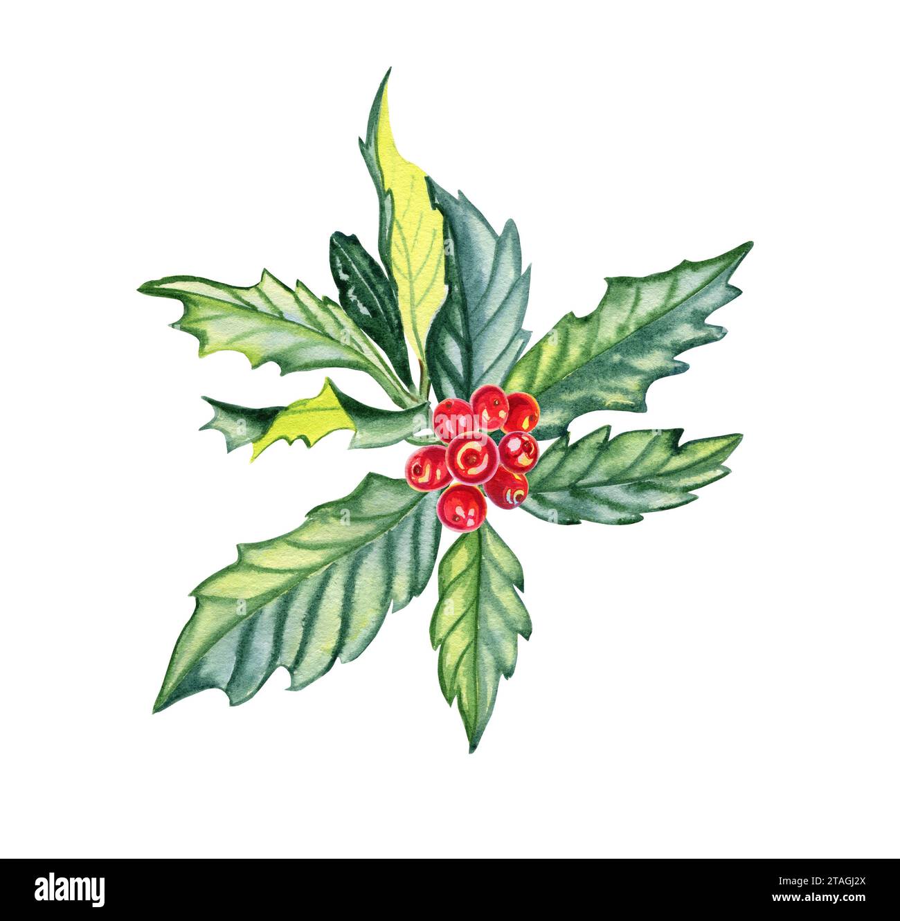 Pattern of Christmas sprigs of mistletoe on white background