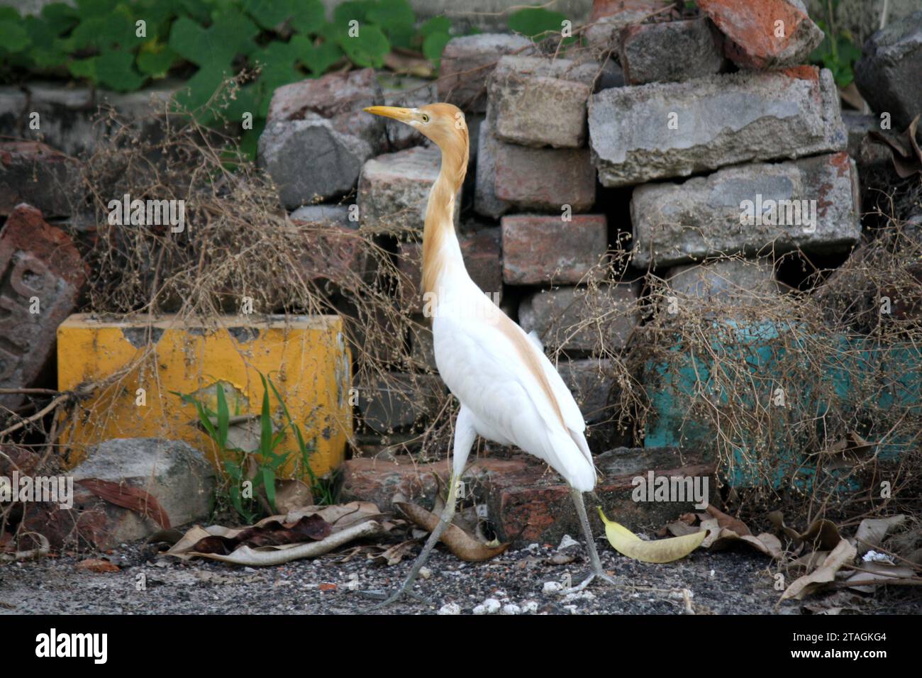 Cattle Egret (Bubulcus ibis) searching for food : (pix Sanjiv Shukla) Stock Photo