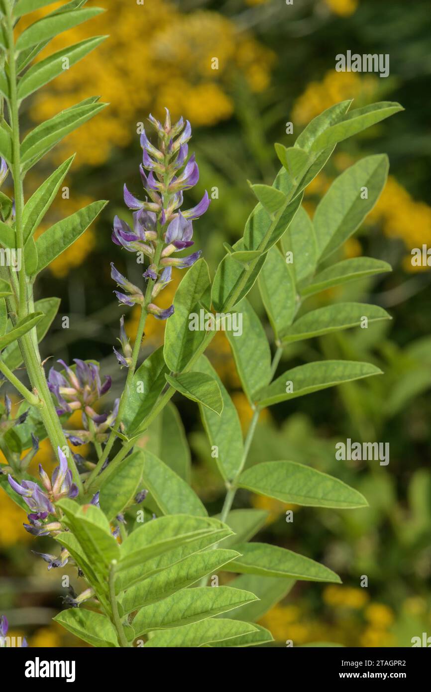 Liquorice, Glycyrrhiza glabra, bush in flower. Widely used as food additive, and as medicinal plant. Stock Photo