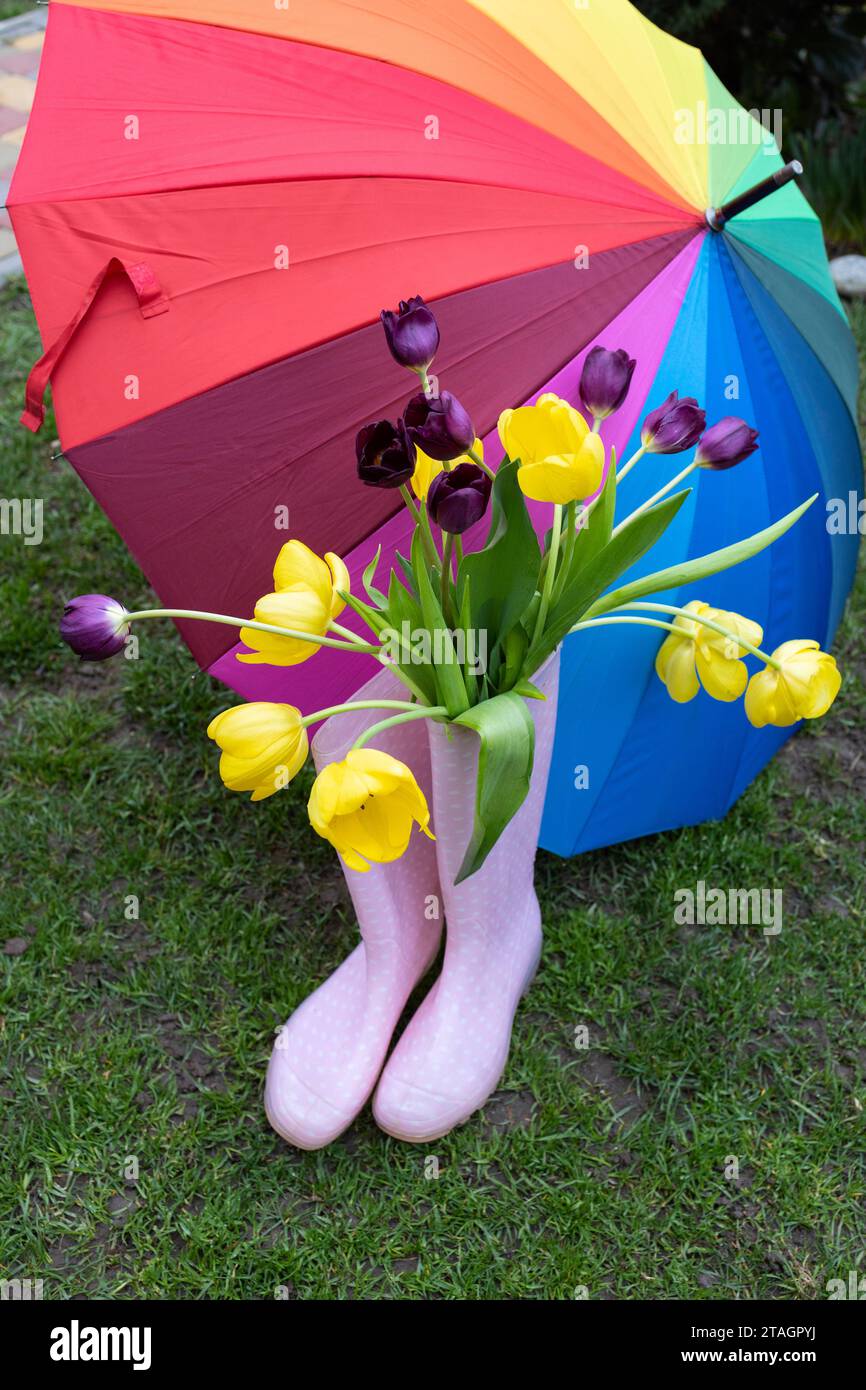 bouquet of fresh tulips in rubber boots, and a multi-colored open umbrella. Hi spring. Earth Day. spring walk for pleasure, rainy weather. Flower surp Stock Photo
