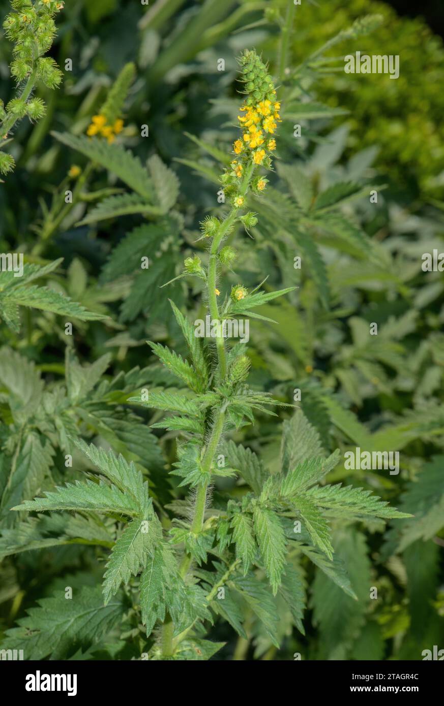Fragrant Agrimony, Agrimonia procera, in flower and fruit, in grassland. Stock Photo