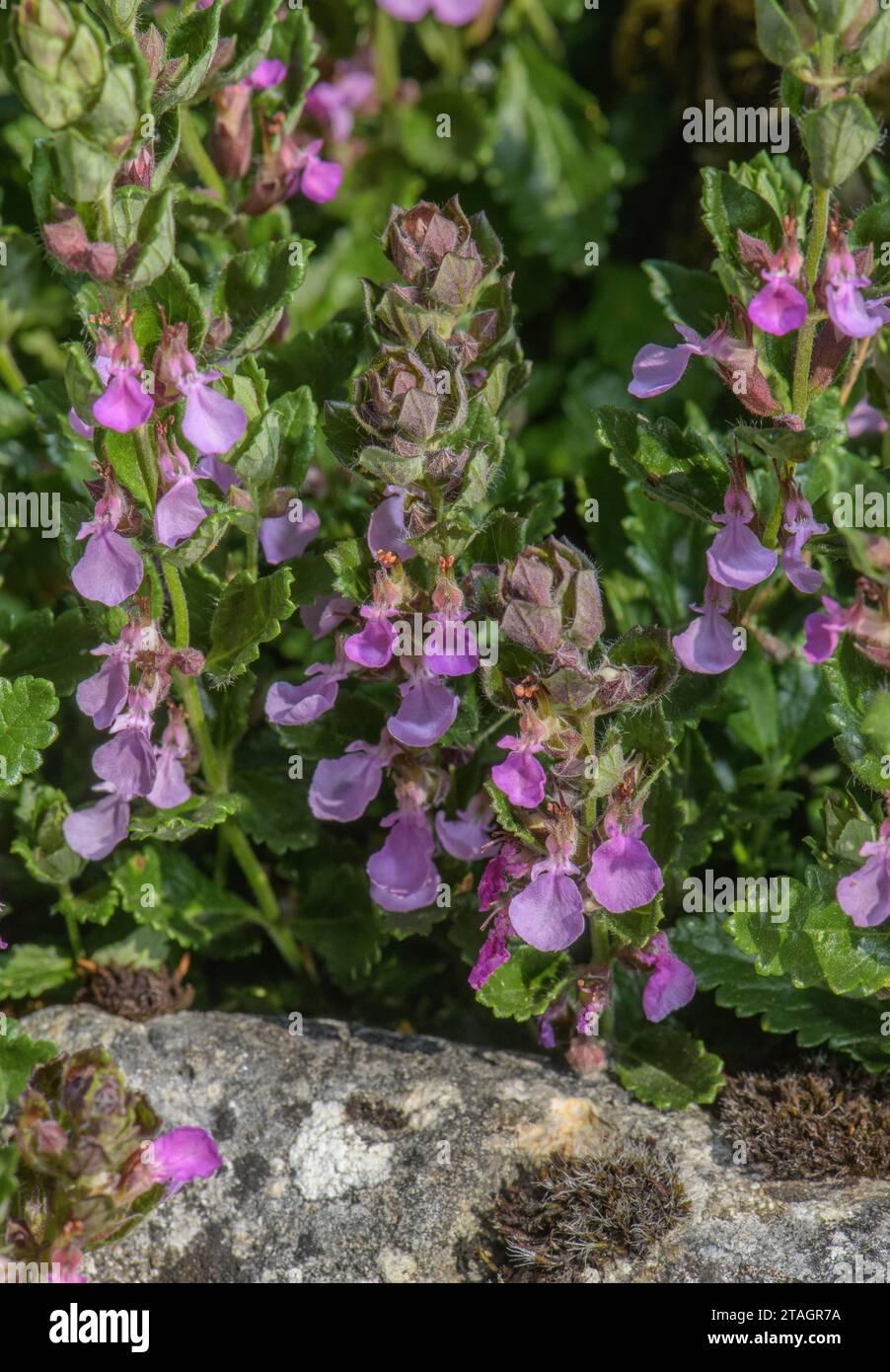 Wall germander, Teucrium chamaedrys, in flower on limestone slope. Stock Photo