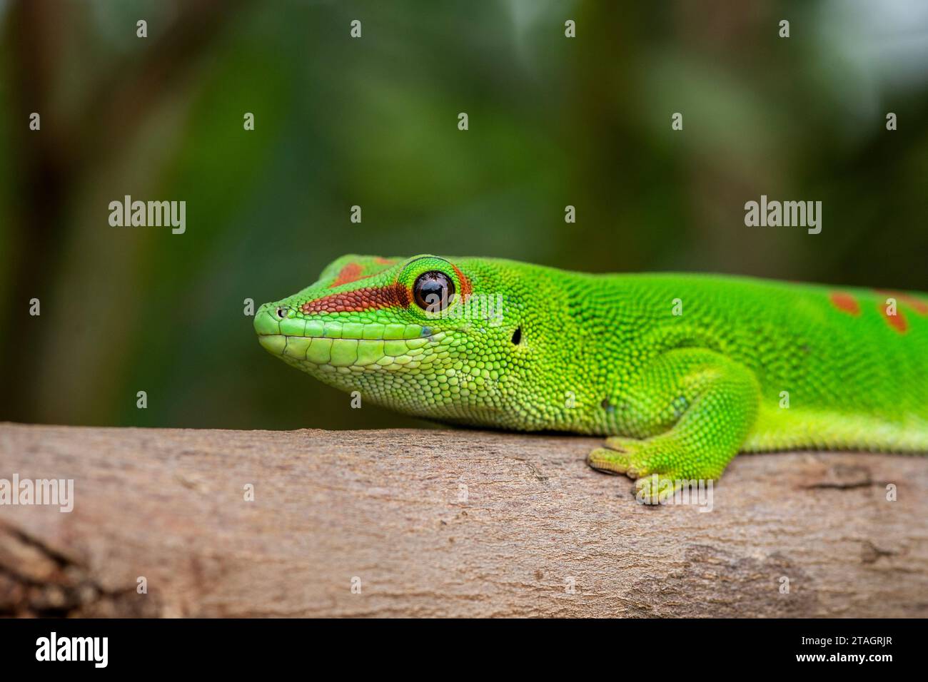 A Madagascar giant day gecko crawls along a tree branch, Northern Madagascar. Stock Photo
