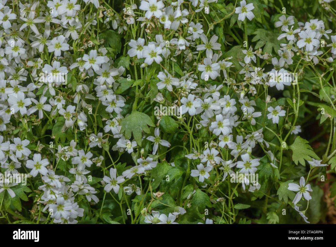 Saxifraga berica - an italian endemic. Italy. Stock Photo