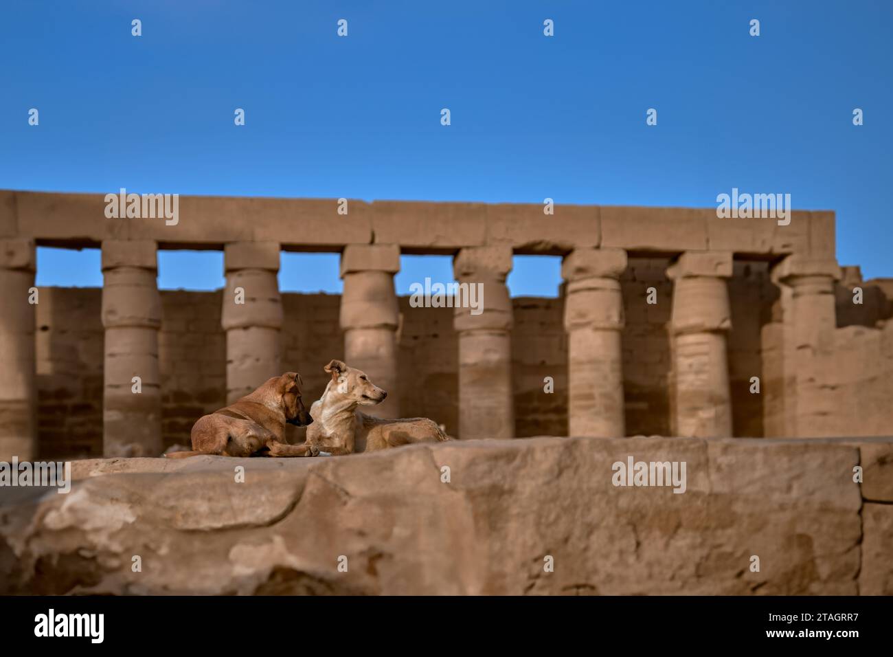 The brown stray dogs on a large stone at the temple of Luxor in Egypt