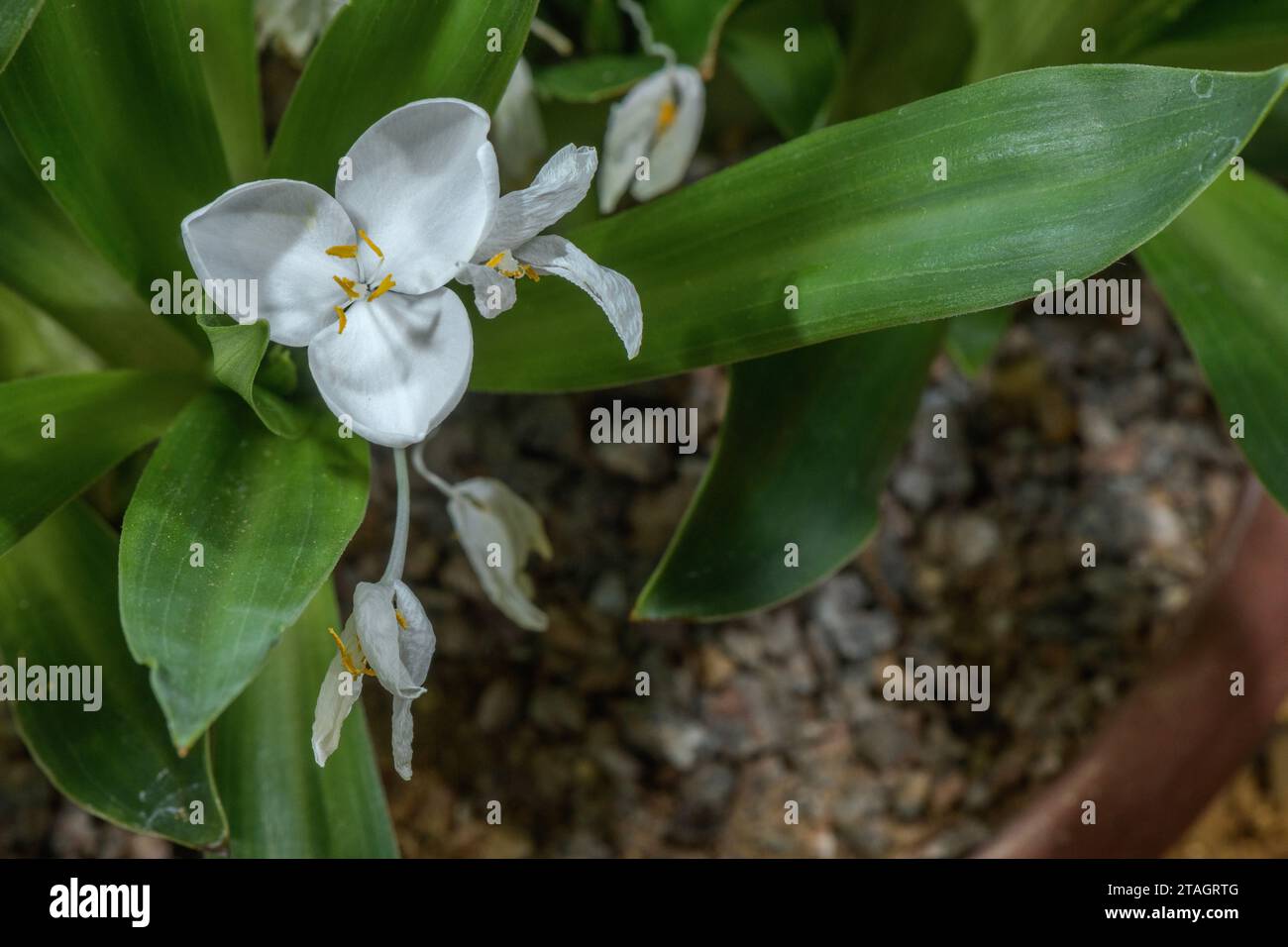 A high-altitude flower, Weldenia, Weldenia candida from Mexico. Stock Photo