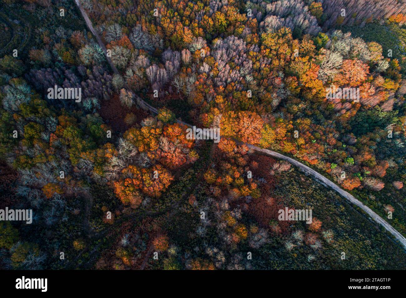 Aerial view forest hi-res stock photography and images - Alamy