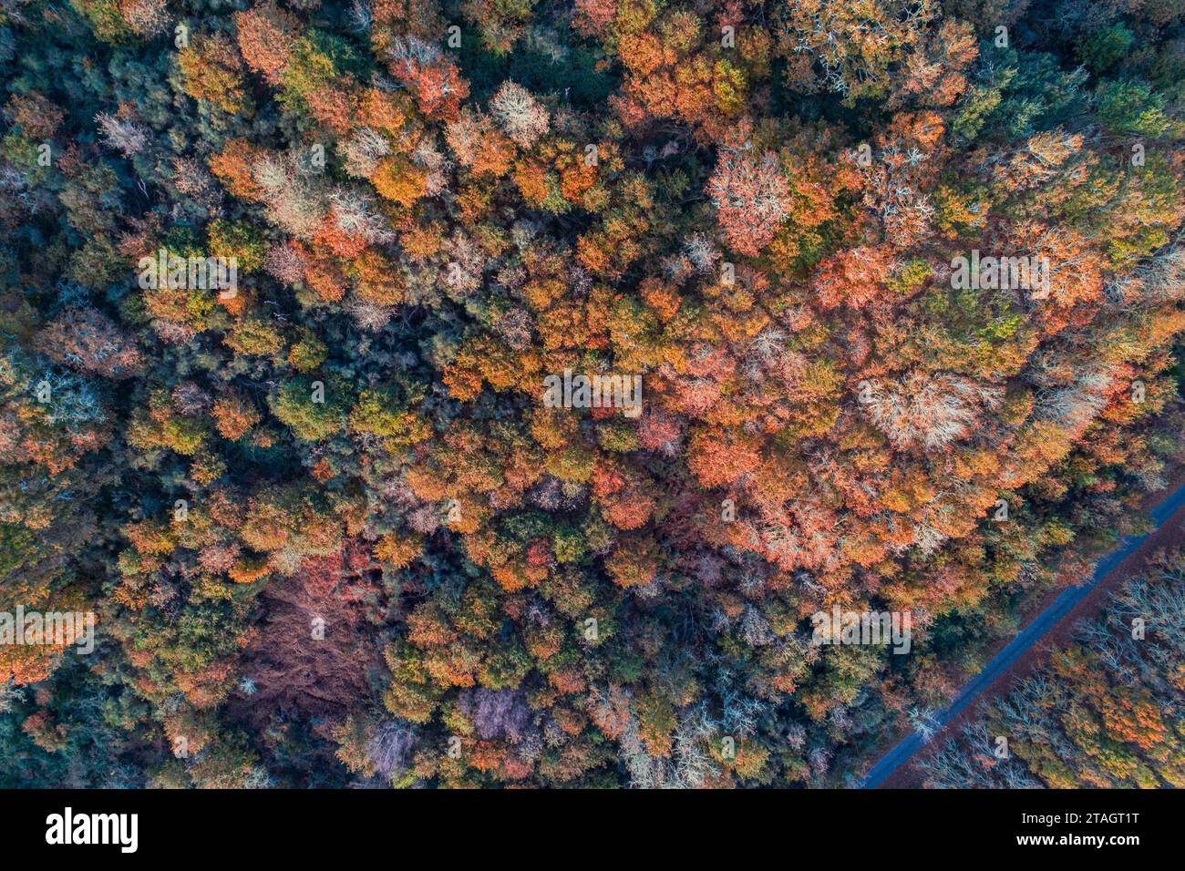 Deciduous tree stand in hi-res stock photography and images - Alamy