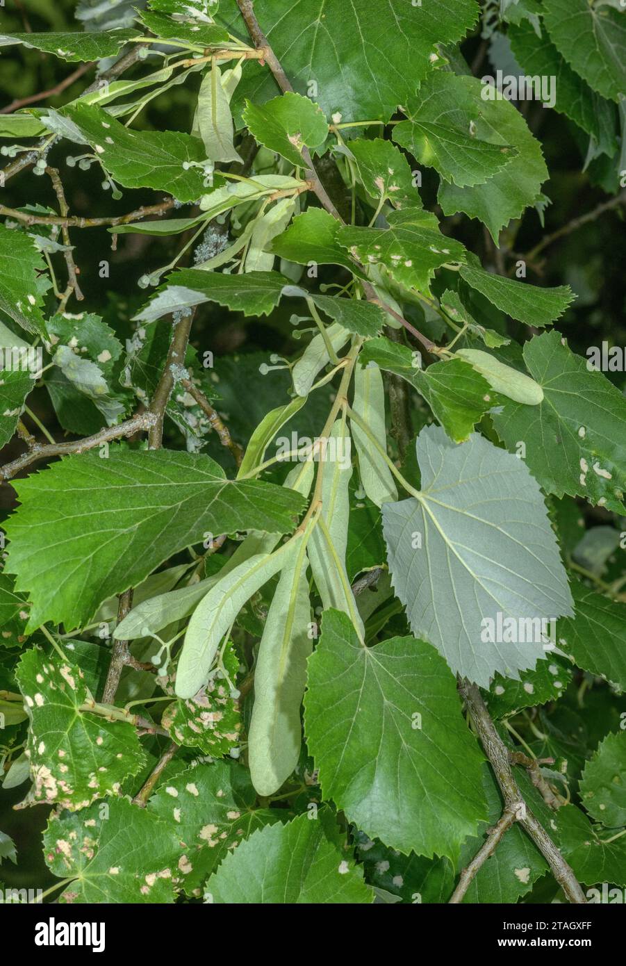 Silver lime, Tilia tomentosa tree, showing leaves and bracts. Stock Photo