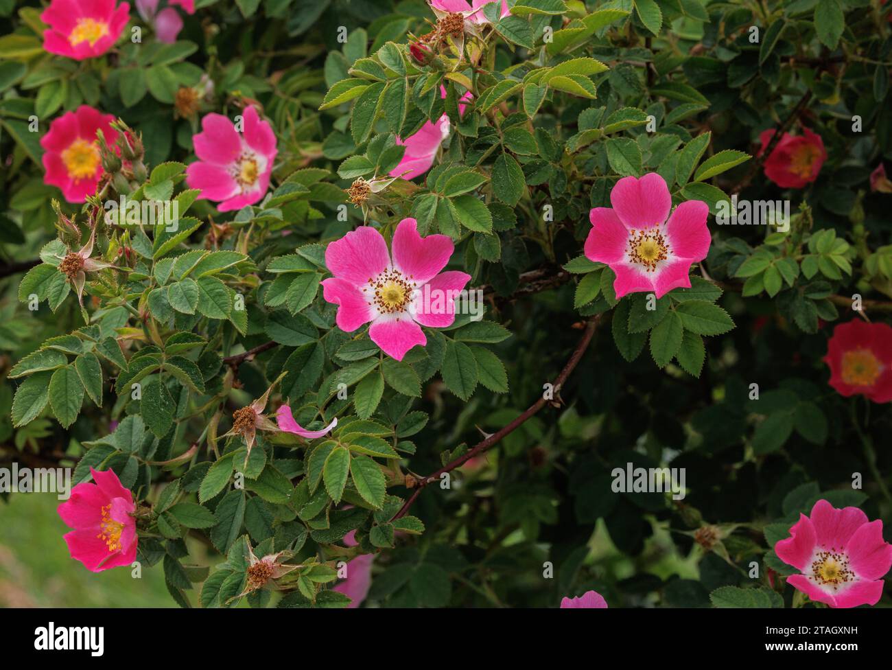 Downy rose hi-res stock photography and images - Alamy