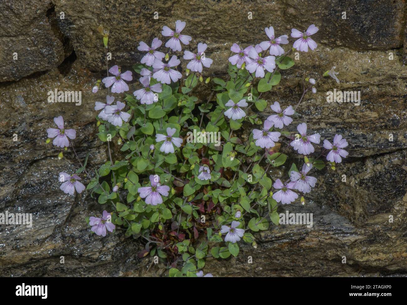 Petrocoptis, Silene glaucifolia, in flower on cliff in the French Pyrenees. Stock Photo