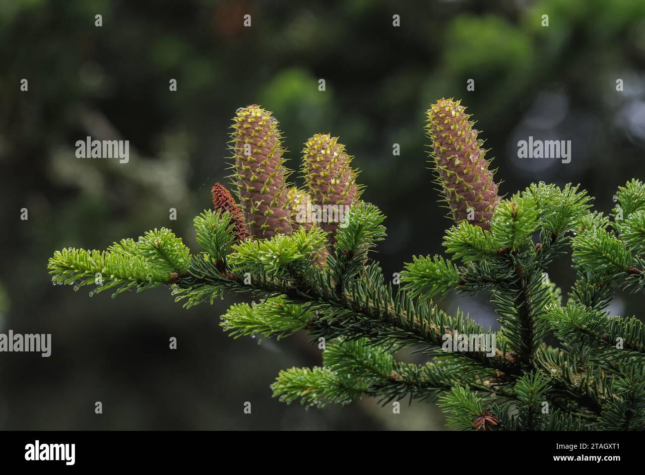 Silver Fir, Abies alba, with female cones developing. Pyrenees. Stock Photo