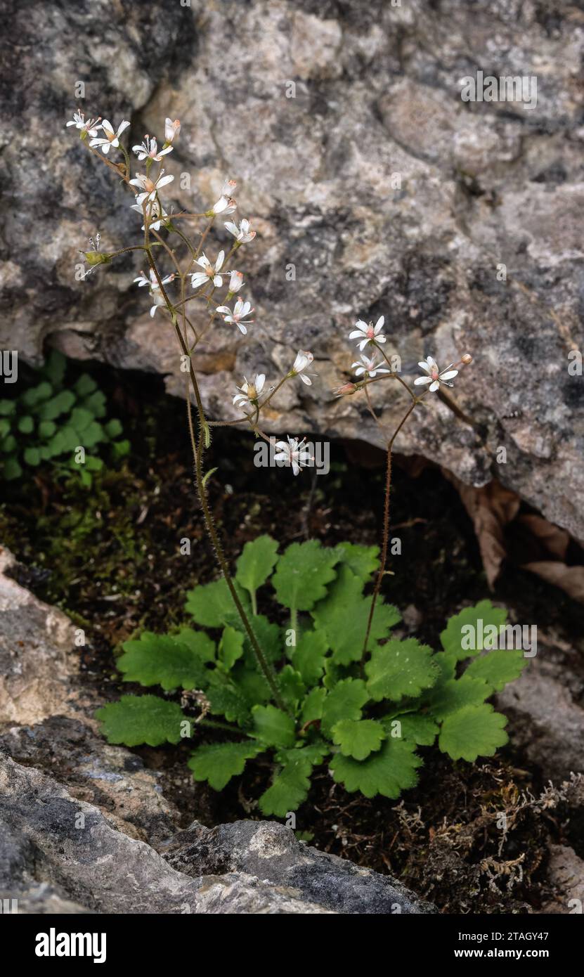 Kidney Saxifrage, Saxifraga hirsuta, in flower on limestone cliff, Pyrenees. Stock Photo