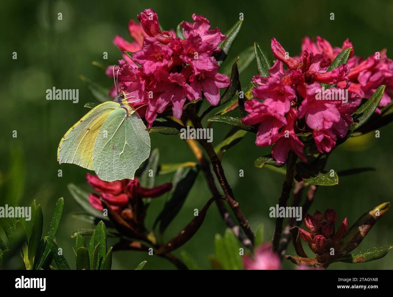 Rhododendron butterfly hi-res stock photography and images - Alamy