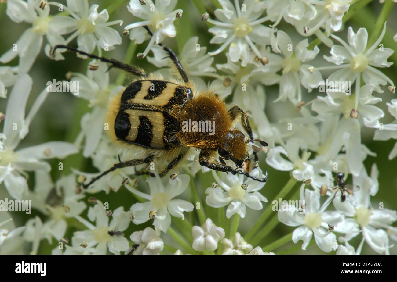 Eurasian bee beetle, Trichius fasciatus, feeding on Hogweed flowers. Stock Photo
