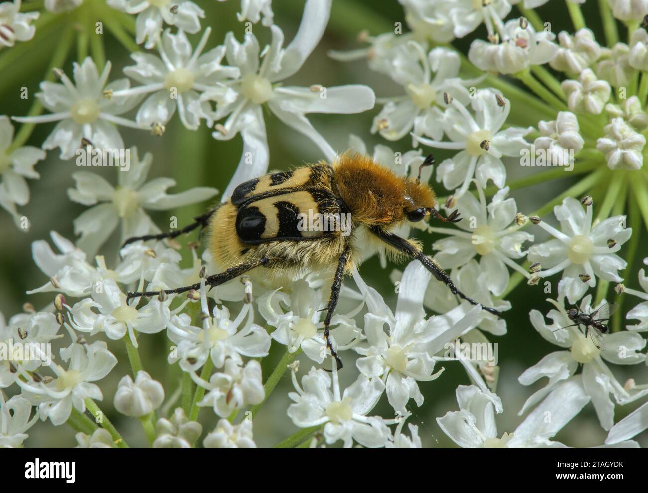 Eurasian bee beetle, Trichius fasciatus, feeding on Hogweed flowers. Stock Photo