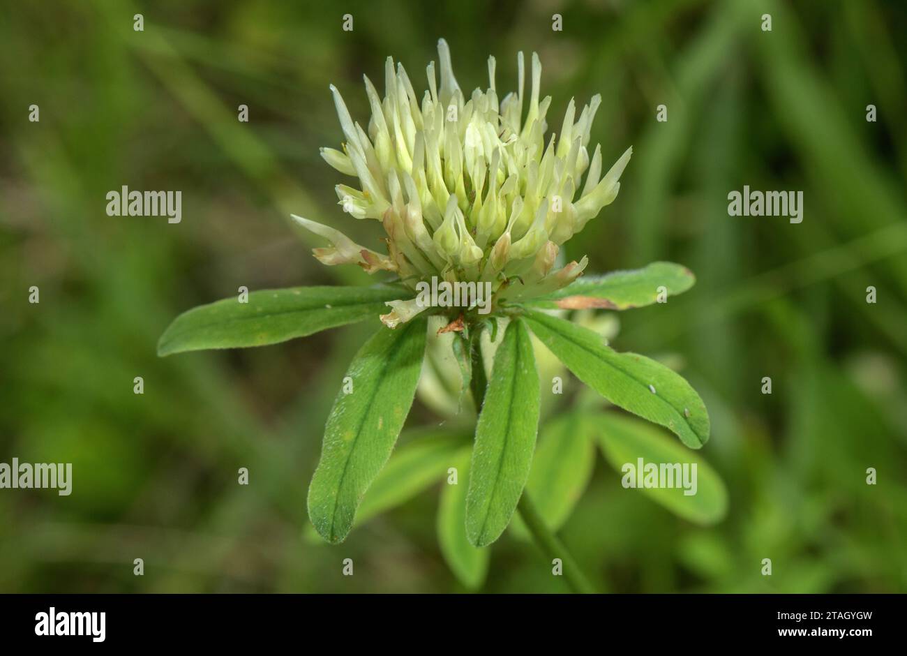 Sulphur Clover, Trifolium ochroleucon in flower in old meadow. UK rarity. Stock Photo