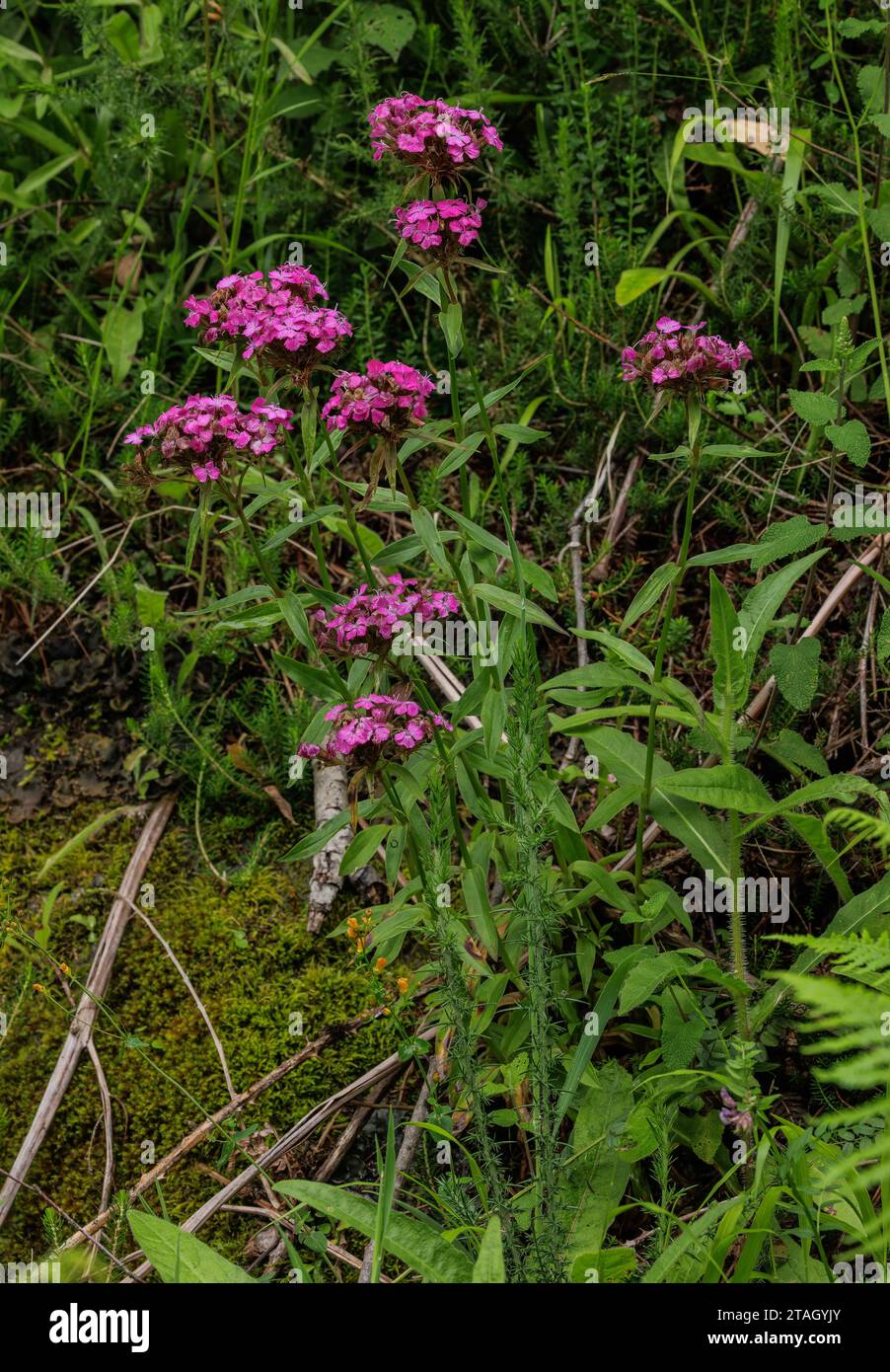 Sweet William, Dianthus barbatus in flower on roadside bank in the Pyrenees. Stock Photo