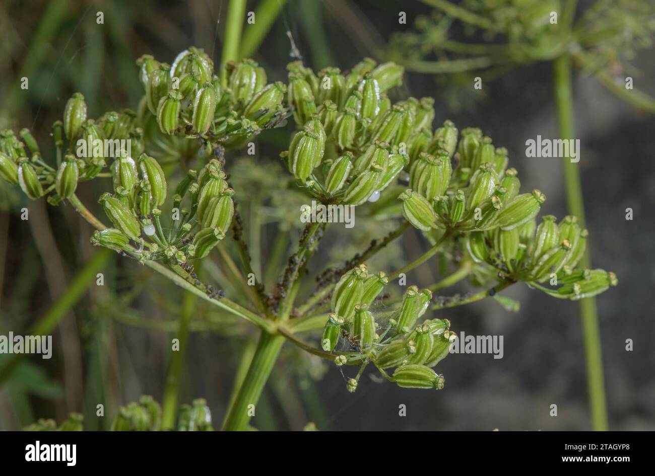 Nestler's Sermountain, Laserpitium nestleri, fruits Stock Photo