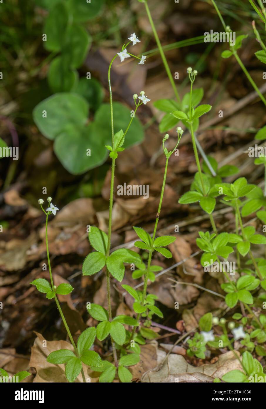 Round-leaved bedstraw, Galium rotundifolium in flower in woodland, Pyrenees. Stock Photo
