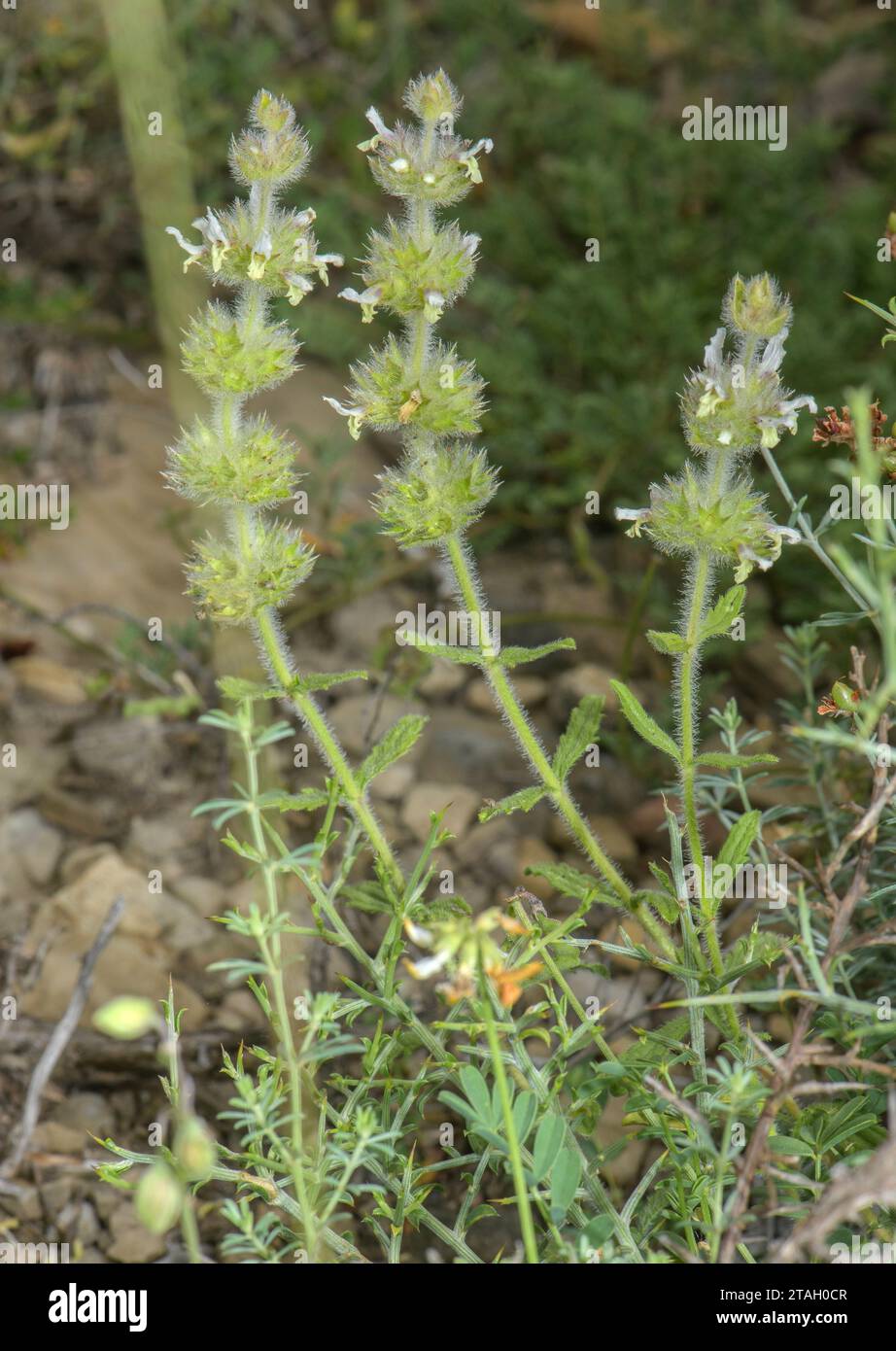 Hairy Ironwort, Sideritis hirsuta in flower in dry mountain grassland, Spanish Pyrenees. Stock Photo