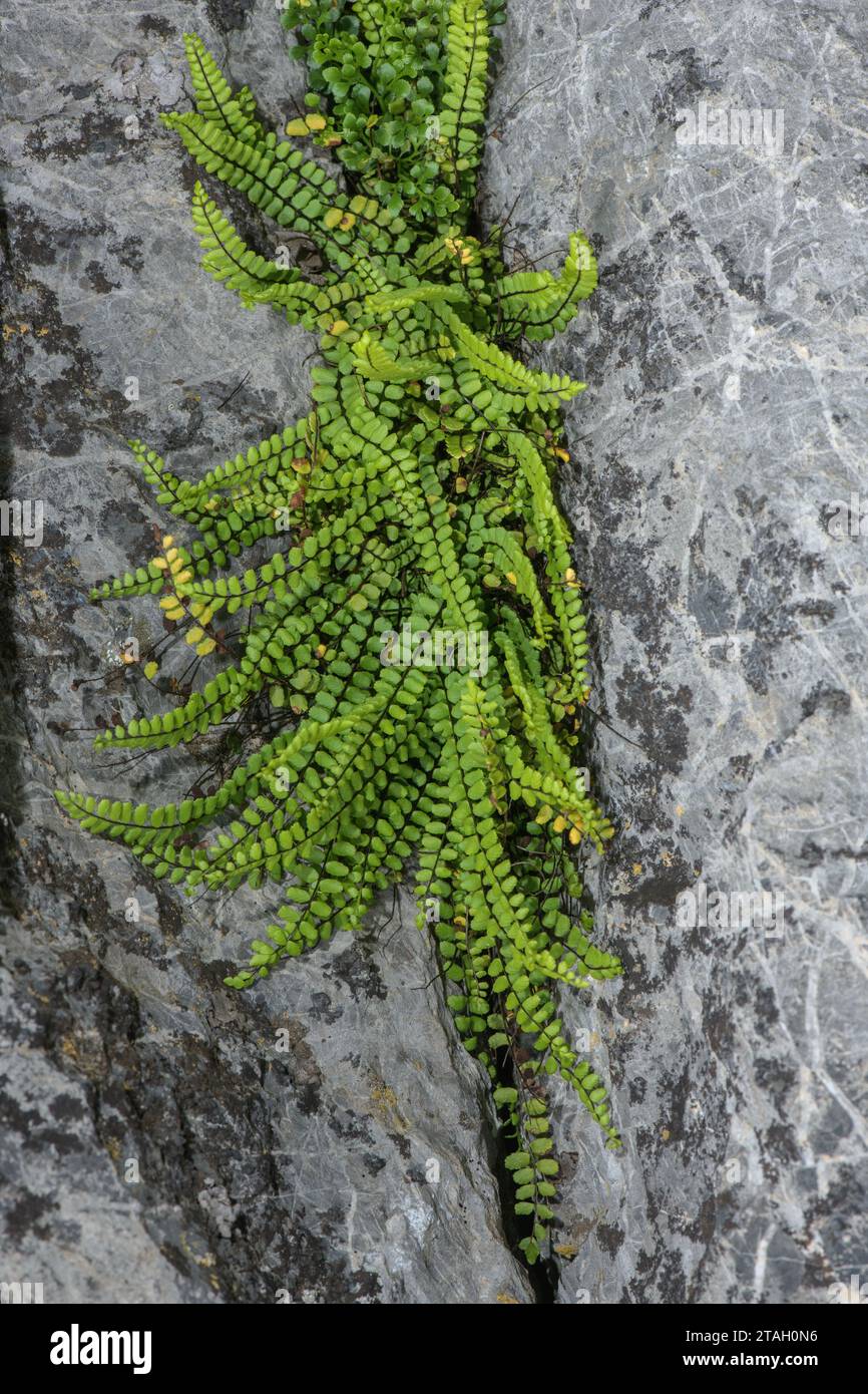 Maidenhair spleenwort, Asplenium trichomanes, clump in limestone crevice. Stock Photo