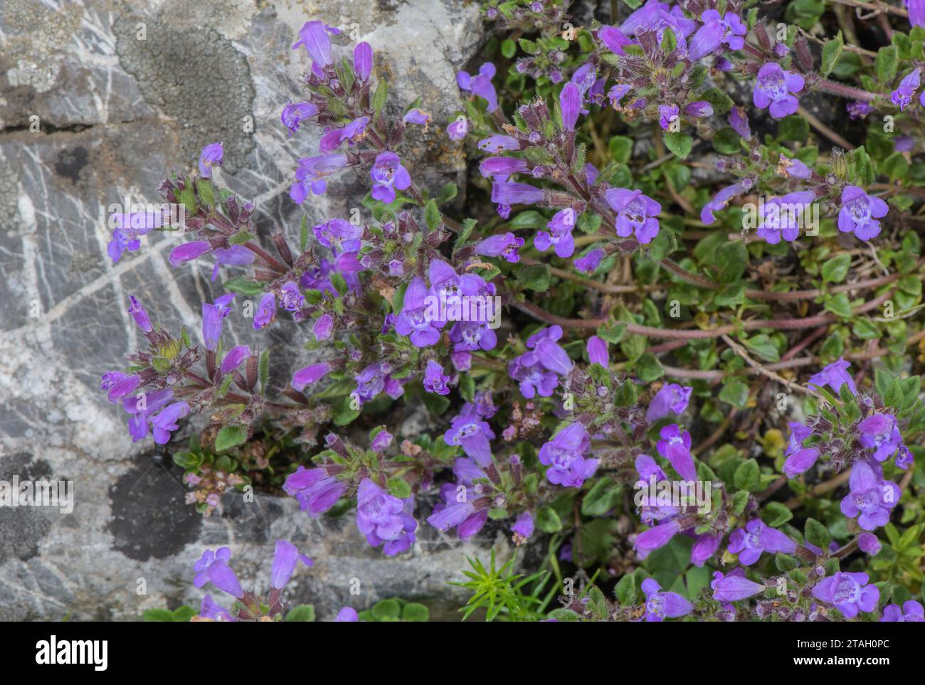Alpine basil-thyme, Clinopodium alpinum in flower on limestone slope, Pyrenees. Stock Photo