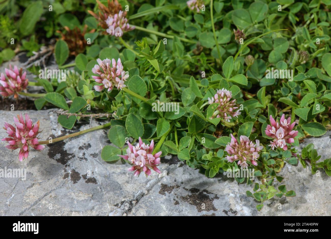 Thal’s Clover, Trifolium thalii in flower in limestone pasture, Pyrenees. Stock Photo