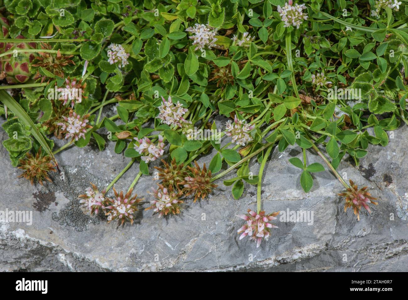 Thal’s Clover, Trifolium thalii in flower in limestone pasture, Pyrenees. Stock Photo