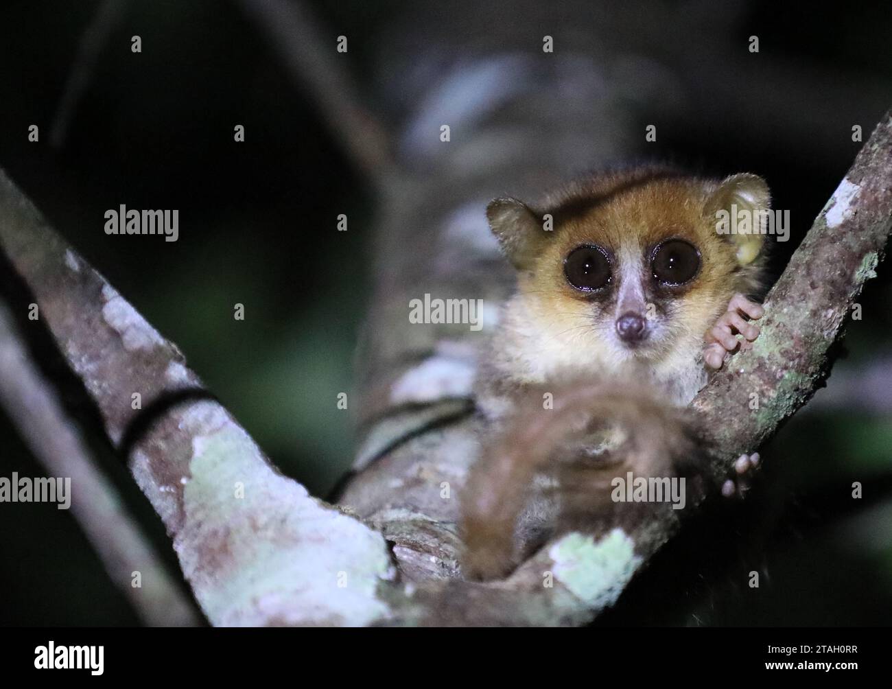 Pygmy mouse lemur hi-res stock photography and images - Alamy