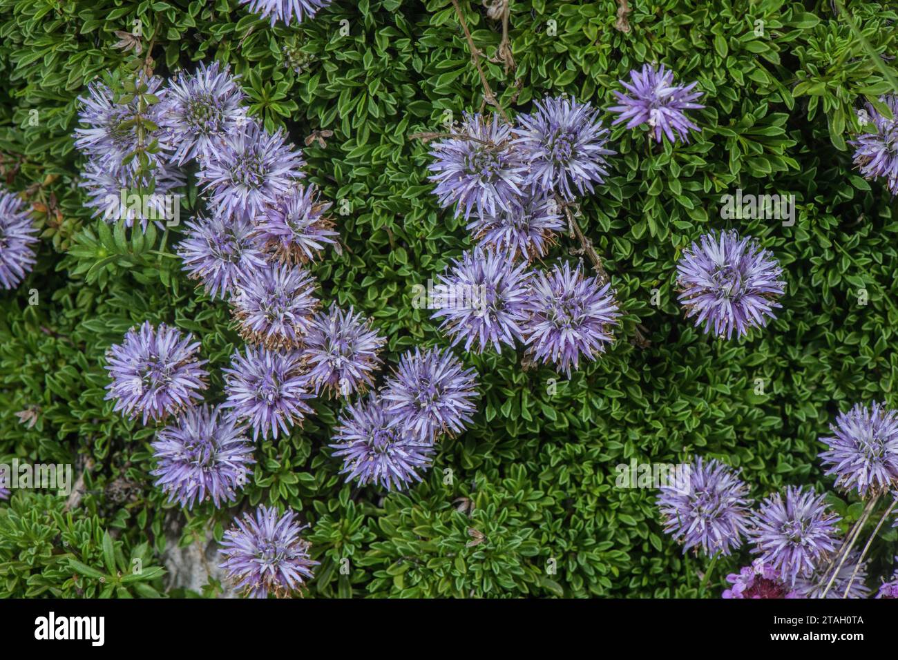 Thyme-leaved globe daisy, Globularia repens, in flower on limestone rocks, Pyrenees. Stock Photo