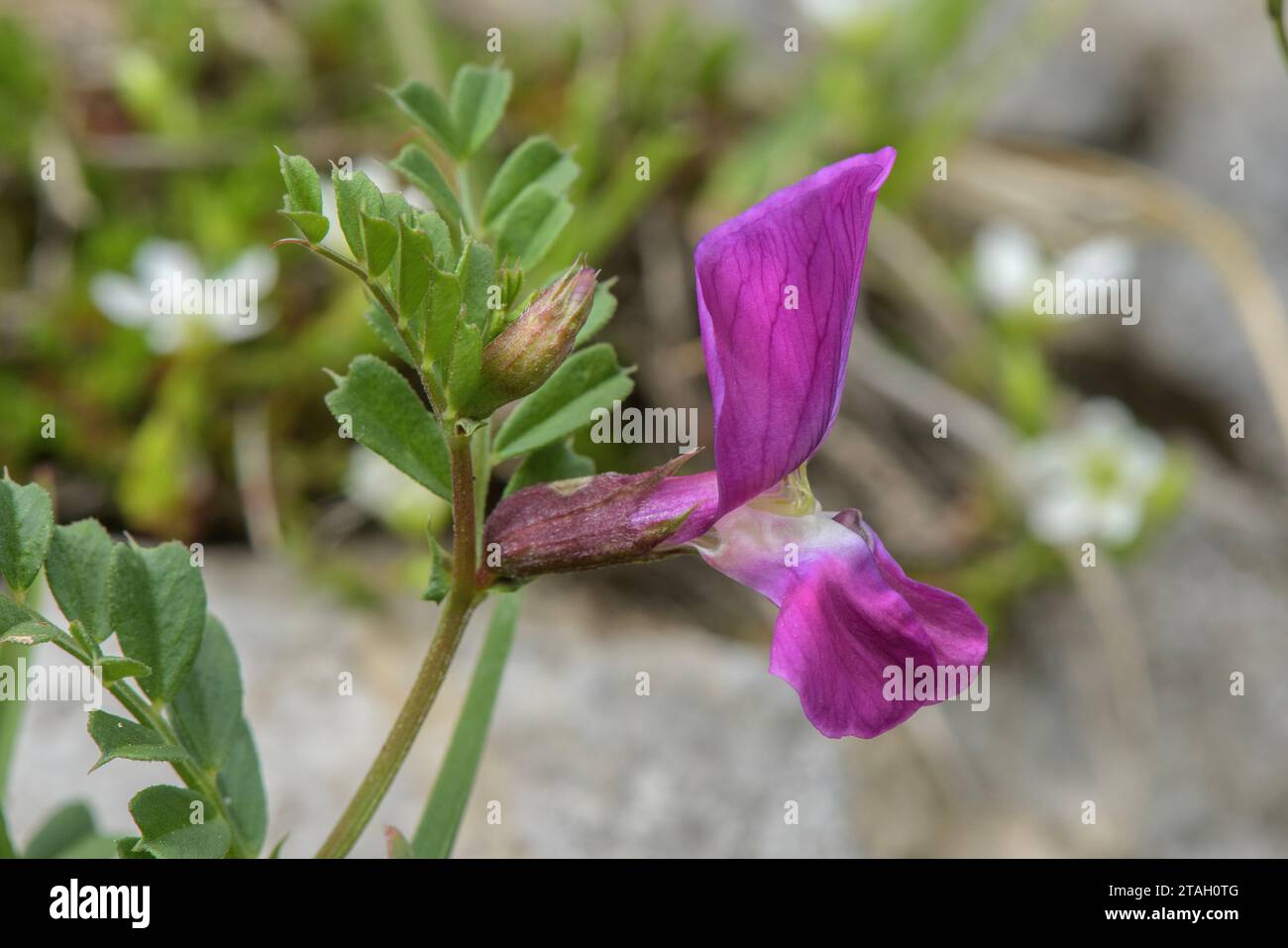 Pyrenean Vetch, Vicia pyrenaica in flower on high limestone scree, Pyrenees. Stock Photo